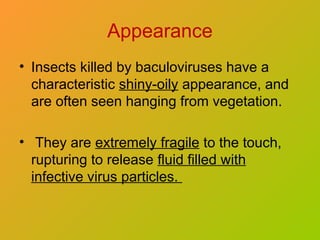 Appearance
• Insects killed by baculoviruses have a
characteristic shiny-oily appearance, and
are often seen hanging from vegetation.
• They are extremely fragile to the touch,
rupturing to release fluid filled with
infective virus particles.
 