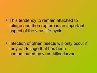 • This tendency to remain attached to
foliage and then rupture is an important
aspect of the virus life-cycle.
• Infection of other insects will only occur if
they eat foliage that has been
contaminated by virus-killed larvae.
 