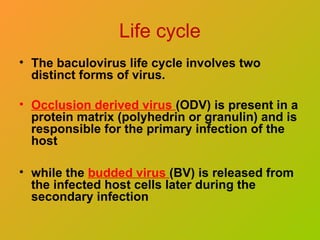 Life cycle
• The baculovirus life cycle involves two
distinct forms of virus.
• Occlusion derived virus (ODV) is present in a
protein matrix (polyhedrin or granulin) and is
responsible for the primary infection of the
host
• while the budded virus (BV) is released from
the infected host cells later during the
secondary infection
 