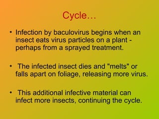 Cycle…
• Infection by baculovirus begins when an
insect eats virus particles on a plant -
perhaps from a sprayed treatment.
• The infected insect dies and "melts" or
falls apart on foliage, releasing more virus.
• This additional infective material can
infect more insects, continuing the cycle.
 