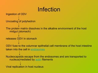 Infection
Ingestion of ODV
Uncoating of polyhedron
The protein matrix dissolves in the alkaline environment of the host
midgut (stomach)
releases ODV in stomach
ODV fuse to the columnar epithelial cell membrane of the host intestine
taken into the cell in endosomes
Nucleocapsids escape from the endosomes and are transported to
nucleus(mediated by actin filaments
Viral replication in host nucleus
 