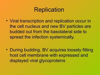 Replication
• Viral transcription and replication occur in
the cell nucleus and new BV particles are
budded out from the basolateral side to
spread the infection systemically.
• During budding, BV acquires loosely fitting
host cell membrane with expressed and
displayed viral glycoproteins
 