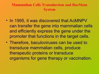 Mammalian Cells Transduction and BacMam
System
• In 1995, it was discovered that AcMNPV
can transfer the gene into mammalian cells
and efficiently express the gene under the
promoter that functions in the target cells.
• Therefore, baculoviruses can be used to
transduce mammalian cells, produce
therapeutic proteins or transduce
organisms for gene therapy or vaccination.
 