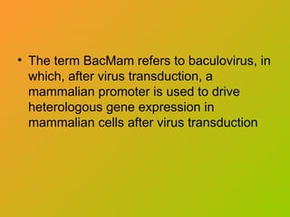 • The term BacMam refers to baculovirus, in
which, after virus transduction, a
mammalian promoter is used to drive
heterologous gene expression in
mammalian cells after virus transduction
 