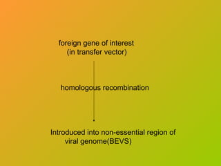 foreign gene of interest
(in transfer vector)
homologous recombination
Introduced into non-essential region of
viral genome(BEVS)
 