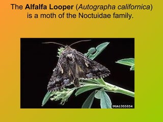 The Alfalfa Looper (Autographa californica)
is a moth of the Noctuidae family.
 