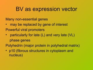 BV as expression vector
Many non-essential genes
• may be replaced by gene of interest
Powerful viral promoters
• particularly for late (L) and very late (VL)
phase genes
Polyhedrin (major protein in polyhedral matrix)
• p10 (fibrous structures in cytoplasm and
nucleus)
 