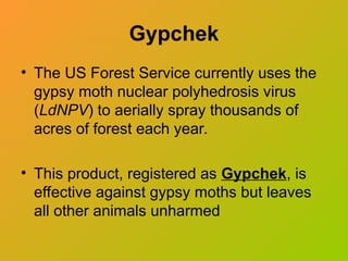 Gypchek
• The US Forest Service currently uses the
gypsy moth nuclear polyhedrosis virus
(LdNPV) to aerially spray thousands of
acres of forest each year.
• This product, registered as Gypchek, is
effective against gypsy moths but leaves
all other animals unharmed
 