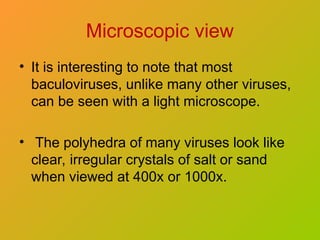 Microscopic view
• It is interesting to note that most
baculoviruses, unlike many other viruses,
can be seen with a light microscope.
• The polyhedra of many viruses look like
clear, irregular crystals of salt or sand
when viewed at 400x or 1000x.
 