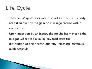 They are obligate parasites. The cells of the host's body
are taken over by the genetic message carried within
each virion .
 Upon ingestion by an insect, the polyhedra moves to the
midgut ,where the alkaline env facilitates the
dissolution of polyhedron ,thereby releasing infectious
nucleocapsids
 