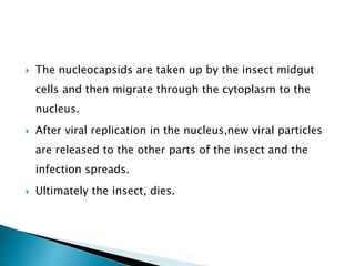  The nucleocapsids are taken up by the insect midgut
cells and then migrate through the cytoplasm to the
nucleus.
 After viral replication in the nucleus,new viral particles
are released to the other parts of the insect and the
infection spreads.
 Ultimately the insect, dies.
 