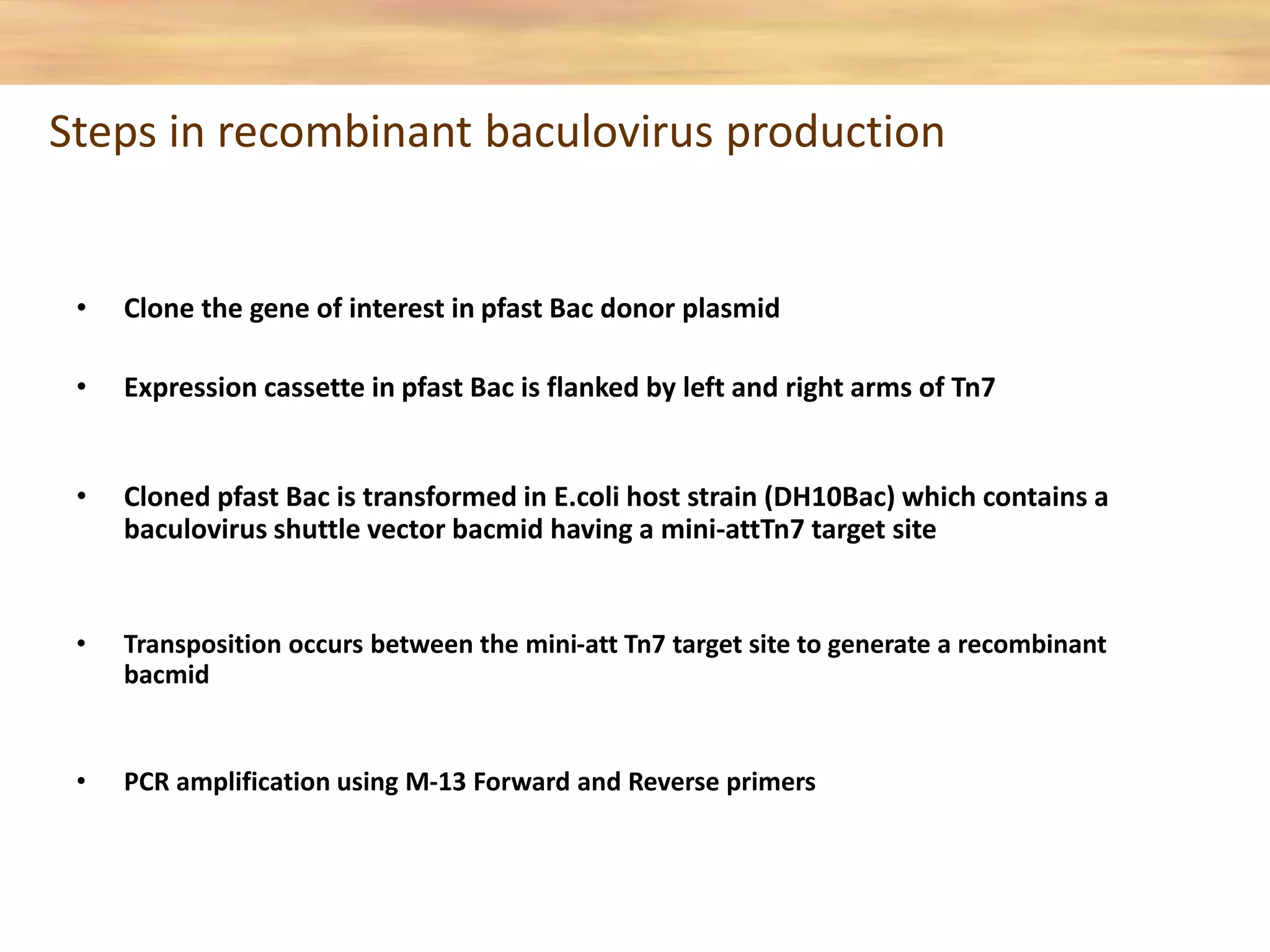 Steps in recombinant baculovirus production
• Clone the gene of interest in pfast Bac donor plasmid
• Expression cassette in pfast Bac is flanked by left and right arms of Tn7
• Cloned pfast Bac is transformed in E.coli host strain (DH10Bac) which contains a
baculovirus shuttle vector bacmid having a mini-attTn7 target site
• Transposition occurs between the mini-att Tn7 target site to generate a recombinant
bacmid
• PCR amplification using M-13 Forward and Reverse primers
 