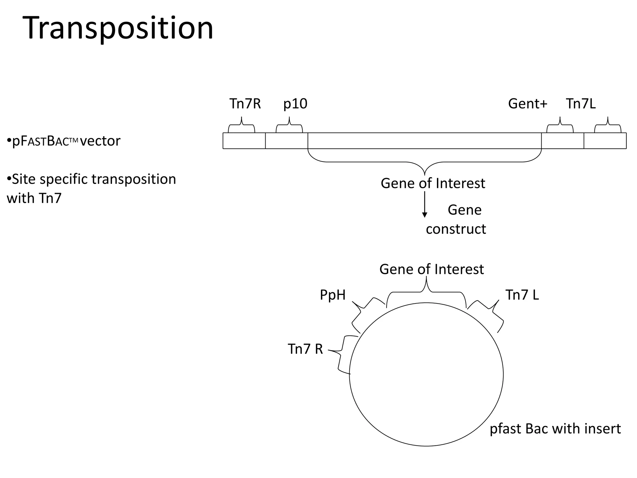 Transposition
Gene of Interest
Tn7R p10 Gent+ Tn7L
Gene
construct
Gene of Interest
Tn7 R
PpH Tn7 L
pfast Bac with insert
•pFASTBACTM vector
•Site specific transposition
with Tn7
 