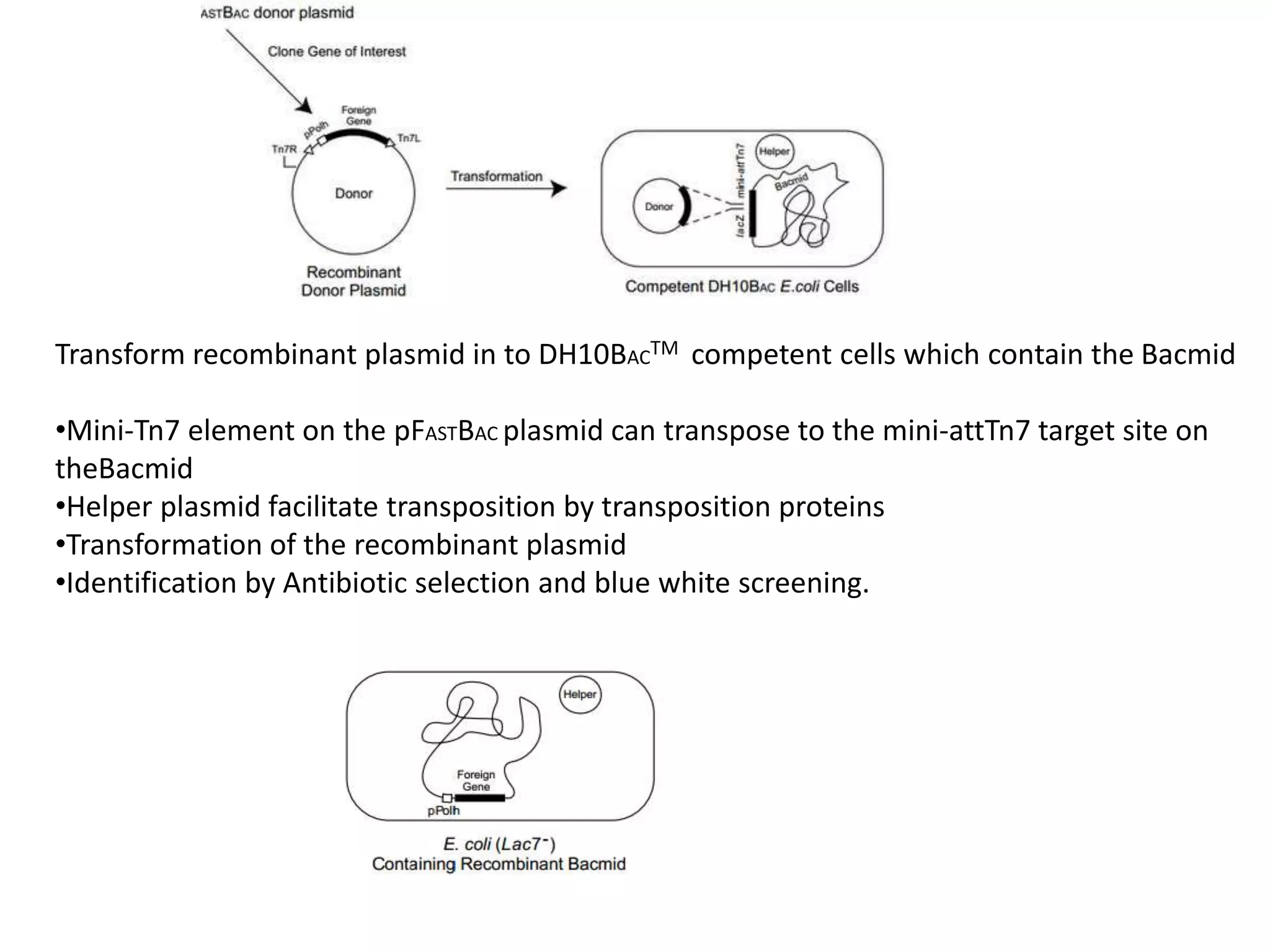 Transform recombinant plasmid in to DH10BACTM competent cells which contain the Bacmid
•Mini-Tn7 element on the pFASTBAC plasmid can transpose to the mini-attTn7 target site on
theBacmid
•Helper plasmid facilitate transposition by transposition proteins
•Transformation of the recombinant plasmid
•Identification by Antibiotic selection and blue white screening.
 