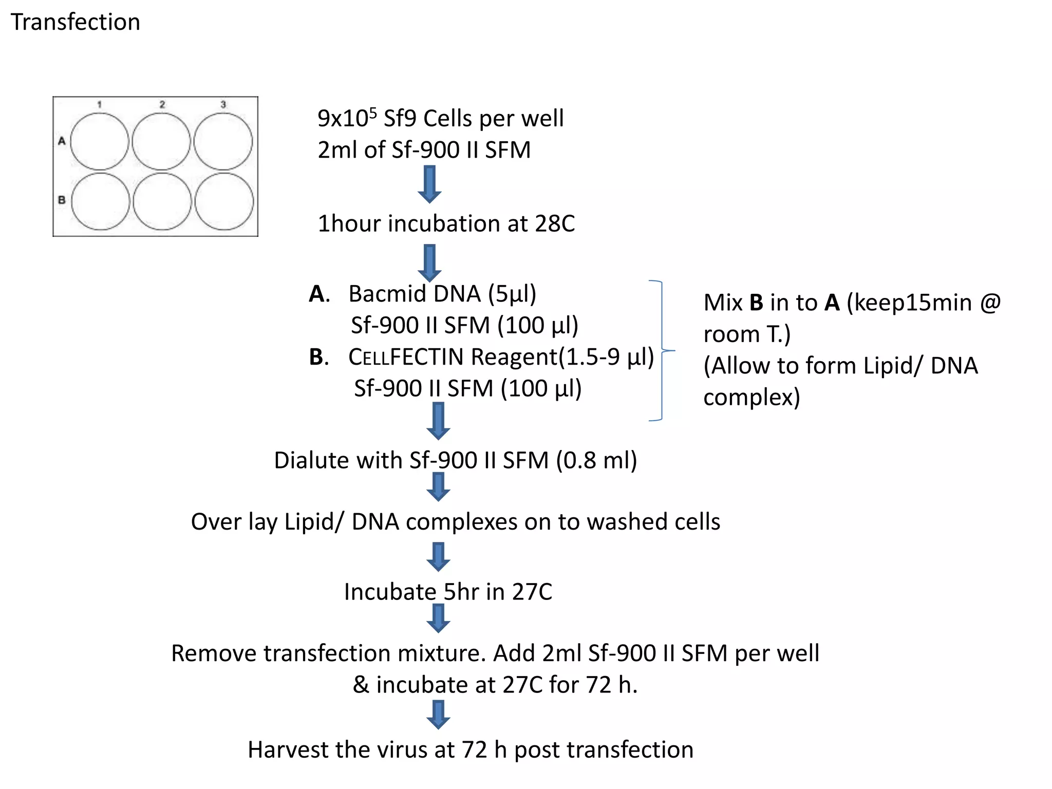 Transfection
9x105 Sf9 Cells per well
2ml of Sf-900 II SFM
1hour incubation at 28C
A. Bacmid DNA (5μl)
Sf-900 II SFM (100 μl)
B. CELLFECTIN Reagent(1.5-9 μl)
Sf-900 II SFM (100 μl)
Mix B in to A (keep15min @
room T.)
(Allow to form Lipid/ DNA
complex)
Dialute with Sf-900 II SFM (0.8 ml)
Over lay Lipid/ DNA complexes on to washed cells
Incubate 5hr in 27C
Remove transfection mixture. Add 2ml Sf-900 II SFM per well
& incubate at 27C for 72 h.
Harvest the virus at 72 h post transfection
 