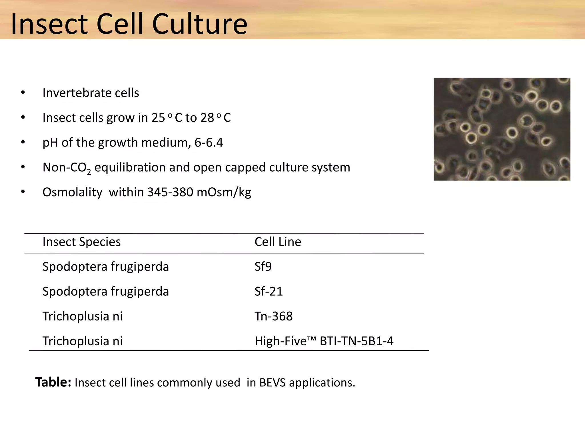 Insect Cell Culture
• Invertebrate cells
• Insect cells grow in 25 o C to 28o C
• pH of the growth medium, 6-6.4
• Non-CO2 equilibration and open capped culture system
• Osmolality within 345-380 mOsm/kg
Insect Species Cell Line
Spodoptera frugiperda Sf9
Spodoptera frugiperda Sf-21
Trichoplusia ni Tn-368
Trichoplusia ni High-Five™ BTI-TN-5B1-4
Table: Insect cell lines commonly used in BEVS applications.
 