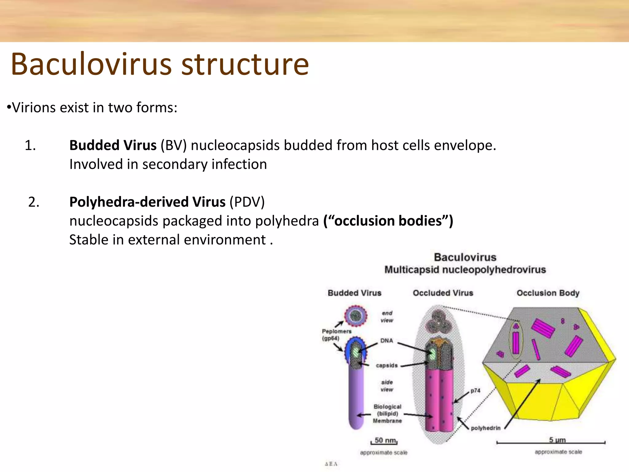 Baculovirus structure
•Virions exist in two forms:
1. Budded Virus (BV) nucleocapsids budded from host cells envelope.
Involved in secondary infection
2. Polyhedra-derived Virus (PDV)
nucleocapsids packaged into polyhedra (“occlusion bodies”)
Stable in external environment .
 