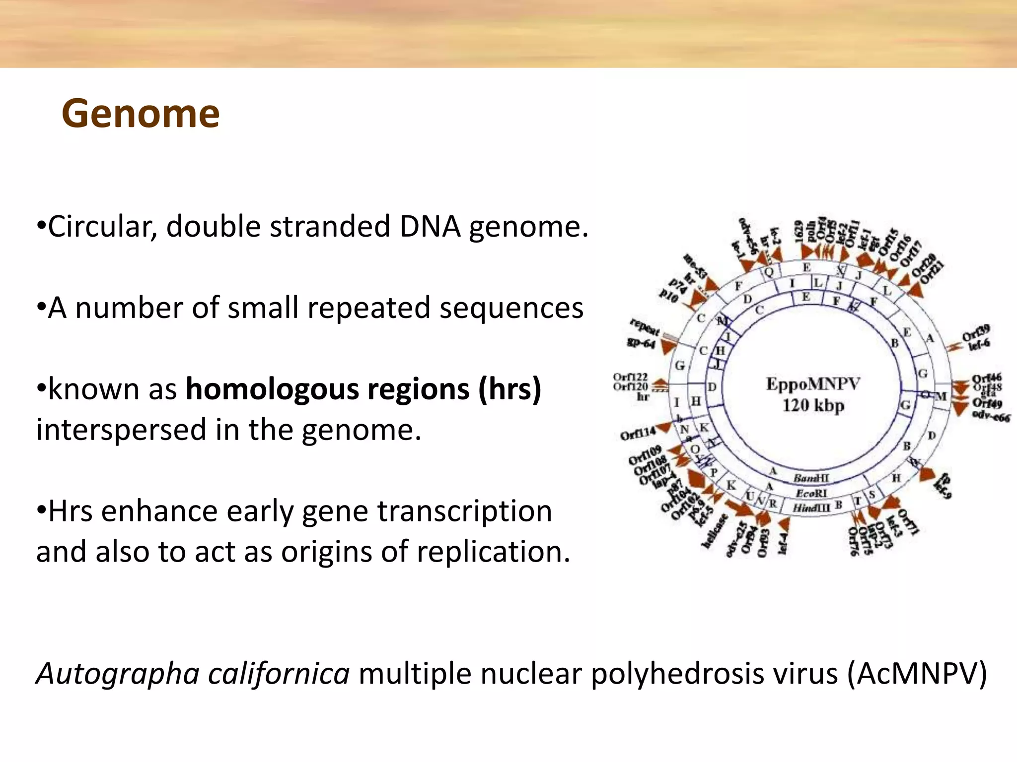 •Circular, double stranded DNA genome.
•A number of small repeated sequences
•known as homologous regions (hrs)
interspersed in the genome.
•Hrs enhance early gene transcription
and also to act as origins of replication.
Autographa californica multiple nuclear polyhedrosis virus (AcMNPV)
Genome
 
