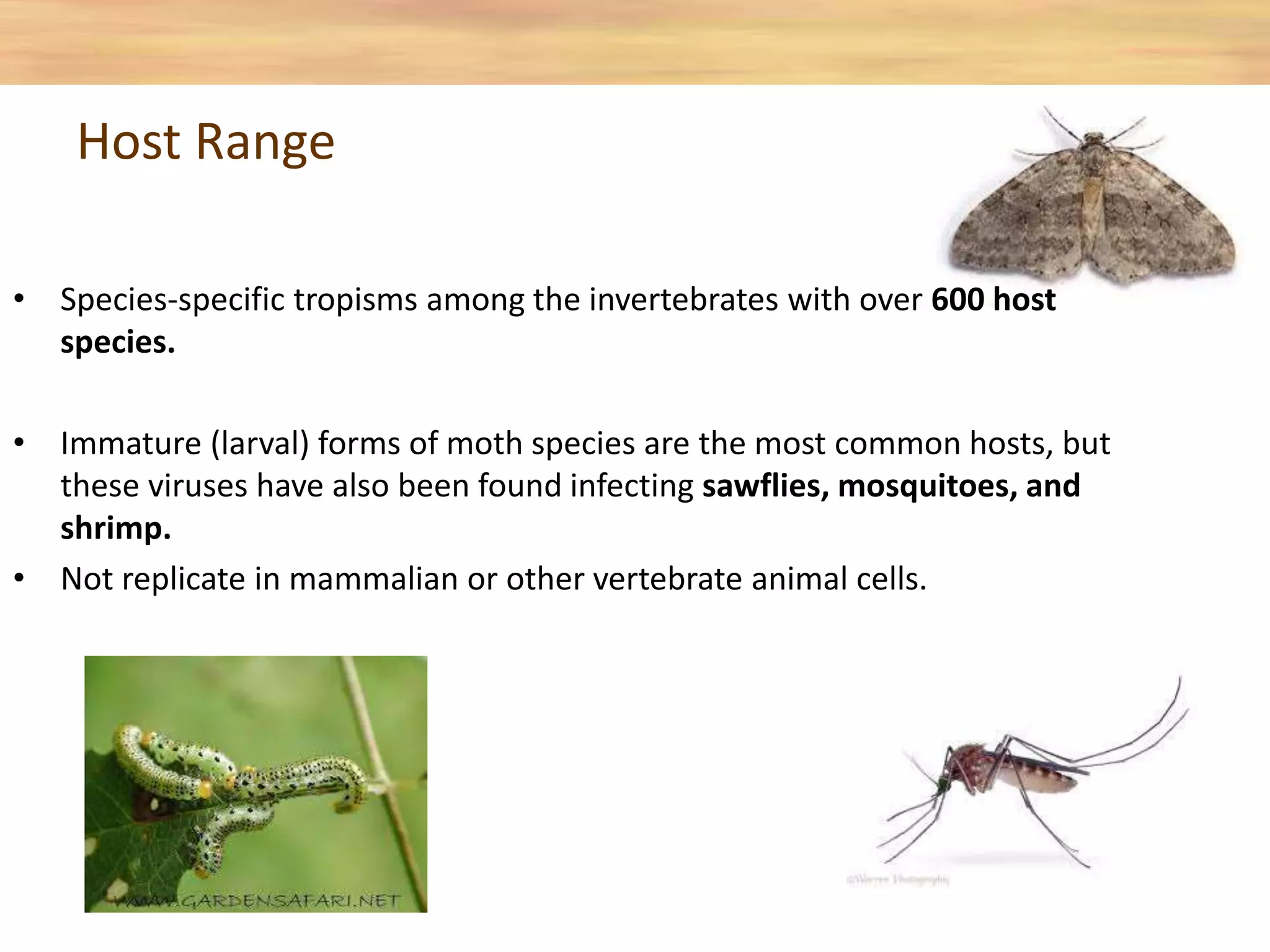 • Species-specific tropisms among the invertebrates with over 600 host
species.
• Immature (larval) forms of moth species are the most common hosts, but
these viruses have also been found infecting sawflies, mosquitoes, and
shrimp.
• Not replicate in mammalian or other vertebrate animal cells.
Host Range
 