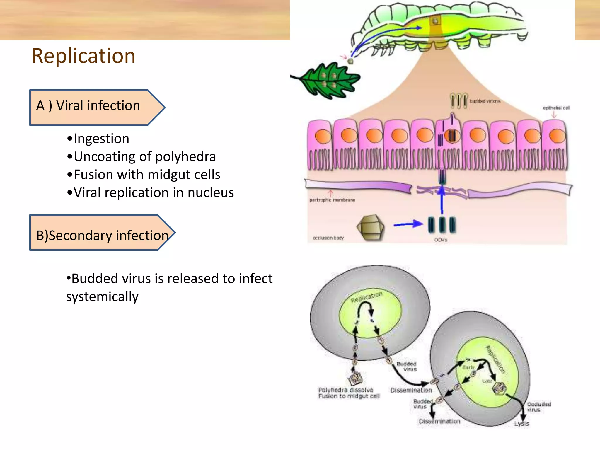 B)Secondary infection
•Ingestion
•Uncoating of polyhedra
•Fusion with midgut cells
•Viral replication in nucleus
•Budded virus is released to infect
systemically
Replication
A ) Viral infection
 