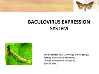 BACULOVIRUS EXPRESSION
SYSTEM
Thilina Herath (Bsc. University of Peradeniya)
Faculty of veterinary Medicine,
Chungnam National University,
South Korea.
 