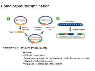 Baculovirus expression vector system | PPTX