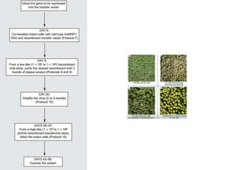 Baculovirus expression vector system | PPTX