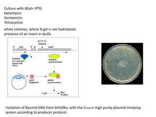 Baculovirus expression vector system | PPTX