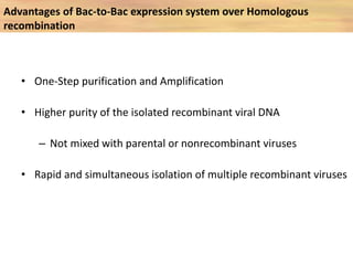 Baculovirus expression vector system | PPTX