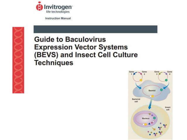 Baculovirus expression vector system | PPTX