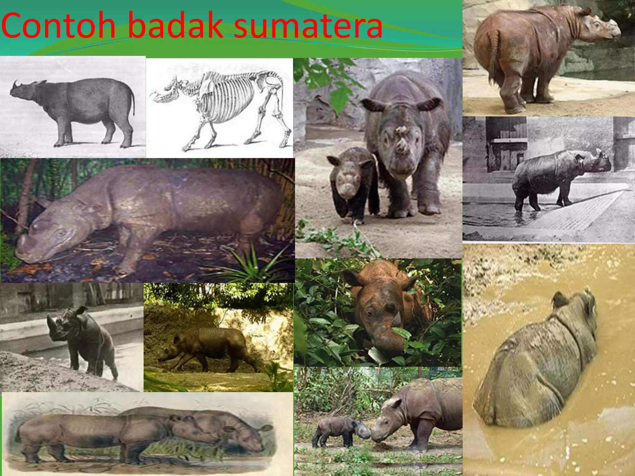 Badak sumatera | PPTX