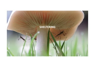 SHELTERING

 