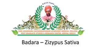 Badara – Zizypus Sativa 
 