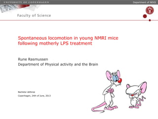 Department of NEXS
Copenhagen, 24th of June, 2013
Rune Rasmussen
Department of Physical activity and the Brain
Bachelor defense
Spontaneous locomotion in young NMRI mice
following motherly LPS treatment
 