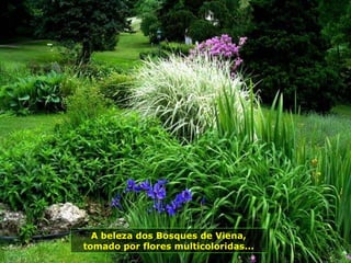 A beleza dos Bosques de Viena, tomado por flores multicoloridas... 