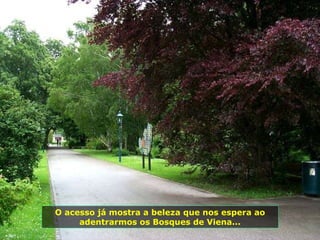 O acesso já mostra a beleza que nos espera ao adentrarmos os Bosques de Viena... 