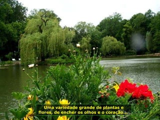 Uma variedade grande de plantas e flores, de encher os olhos e o coração...   