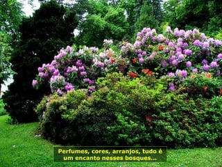 Perfumes, cores, arranjos, tudo é um encanto nesses bosques... 