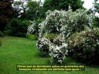 Flores que se derramam sobre os gramados dos bosques, irradiando um perfume sem igual...   