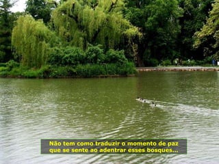 Não tem como traduzir o momento de paz que se sente ao adentrar esses bosques... 