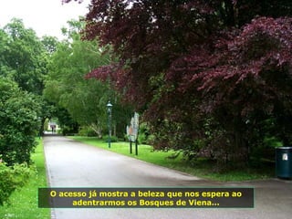 O acesso já mostra a beleza que nos espera ao
     adentrarmos os Bosques de Viena...
 
