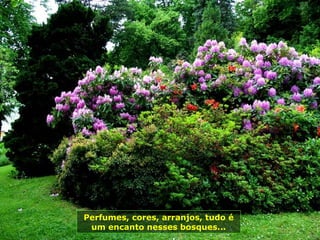 Perfumes, cores, arranjos, tudo é
 um encanto nesses bosques...
 
