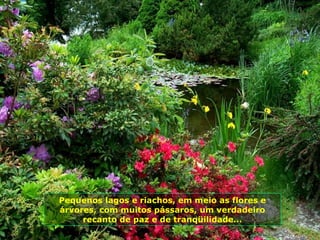 Pequenos lagos e riachos, em meio as flores e
árvores, com muitos pássaros, um verdadeiro
     recanto de paz e de tranqüilidade...
 