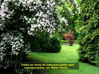 Todas as cores da natureza estão aqui
  representadas, em belas flores...
 