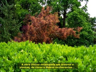 A obra Divina estampada em árvores e
plantas, de cores e beleza exuberantes...
 