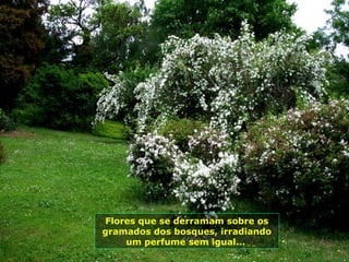 Flores que se derramam sobre os
gramados dos bosques, irradiando
    um perfume sem igual...
 