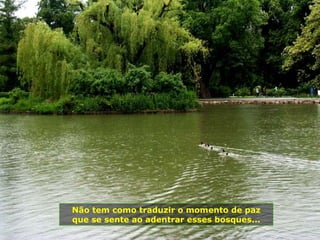 Não tem como traduzir o momento de paz
que se sente ao adentrar esses bosques...
 
