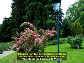 Bosques floridos, con árboles frondosos,
motivo de inspiración a la bella canción
“Cuento de los Bosques de Viena”
 