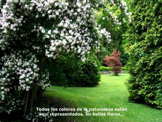 Todos los colores de la naturaleza están
aquí representados, en bellas flores...
 