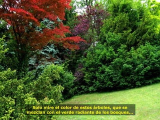 Solo mire el color de estos árboles, que se
mezclan con el verde radiante de los bosques...
 